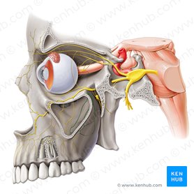 Nervo alveolar superior posterior (Nervus alveolaris superior posterior); Imagem: Paul Kim