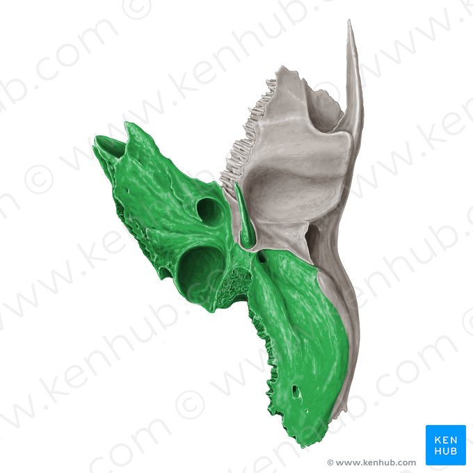 Petrous part of temporal bone (Pars petrosa ossis temporalis); Image: Samantha Zimmerman