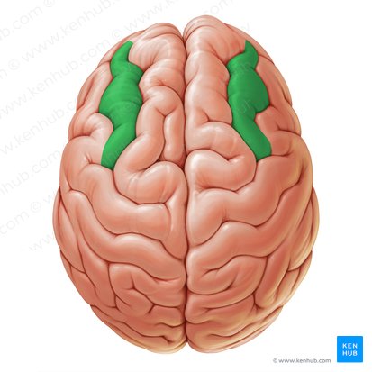 Giro frontal medio (Gyrus frontalis medius); Imagen: Paul Kim