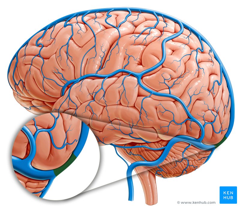 Confluence of Sinuses (confluens sinuum)