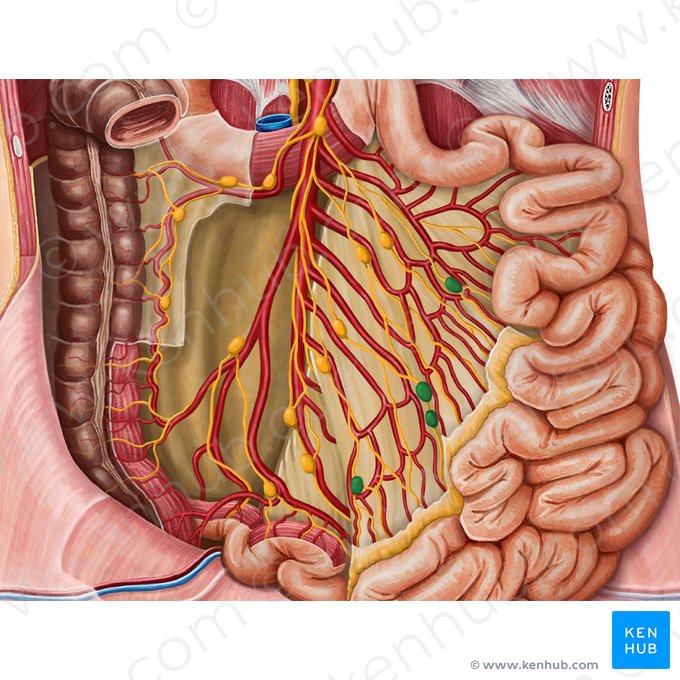 Linfonodos justaintestinais (Nodi lymphoidei juxtaintestinales); Imagem: Irina Münstermann