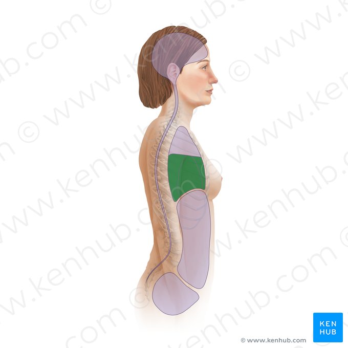 Inferior mediastinum (Mediastinum inferius); Image: Paul Kim