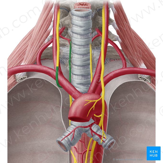 Nervo laríngeo recorrente direito (Nervus laryngeus recurrens dexter); Imagem: Yousun Koh