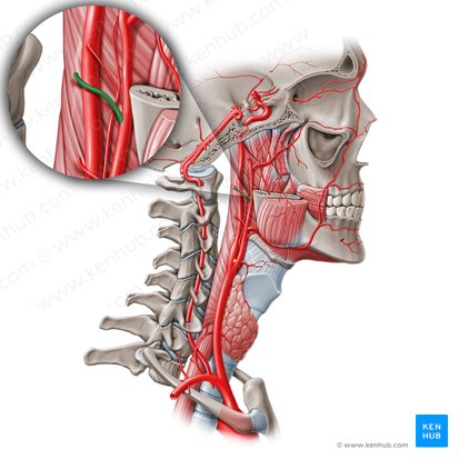 Arteria auricular posterior (Arteria auricularis posterior); Imagen: Paul Kim