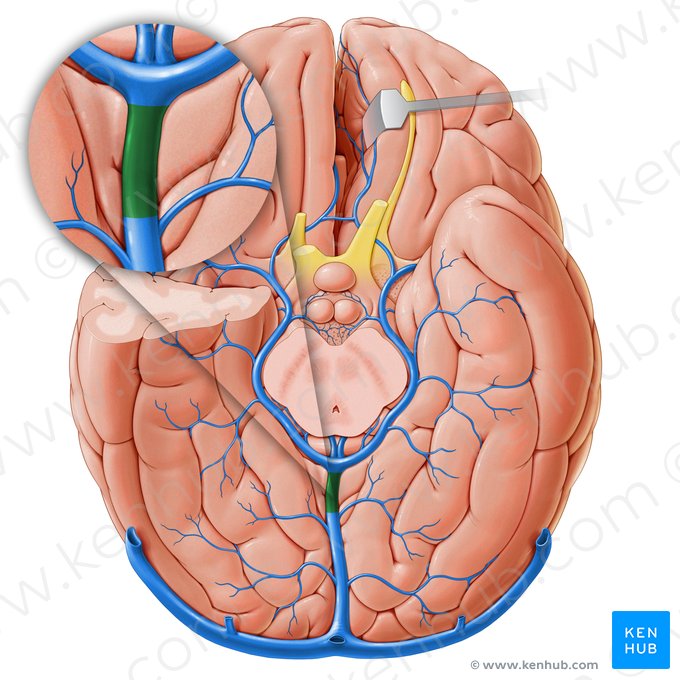 Great cerebral vein (Vena magna cerebri); Image: Paul Kim