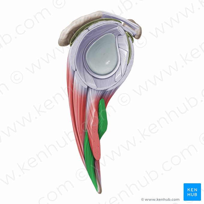 Musculus teres major (Großer Rundmuskel); Bild: Paul Kim