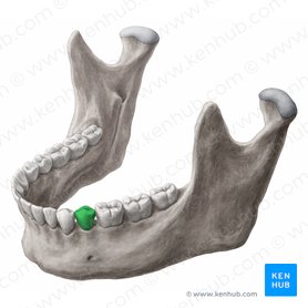Segundo pré-molar inferior esquerdo (Dens premolaris secundus sinister mandibularis); Imagem: 