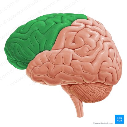 Lóbulo frontal (Lobus frontalis); Imagen: Paul Kim