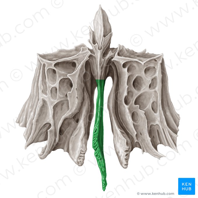 Lamina perpendicularis ossis ethmoidalis (Vertikale Platte des Siebbeins); Bild: Samantha Zimmerman