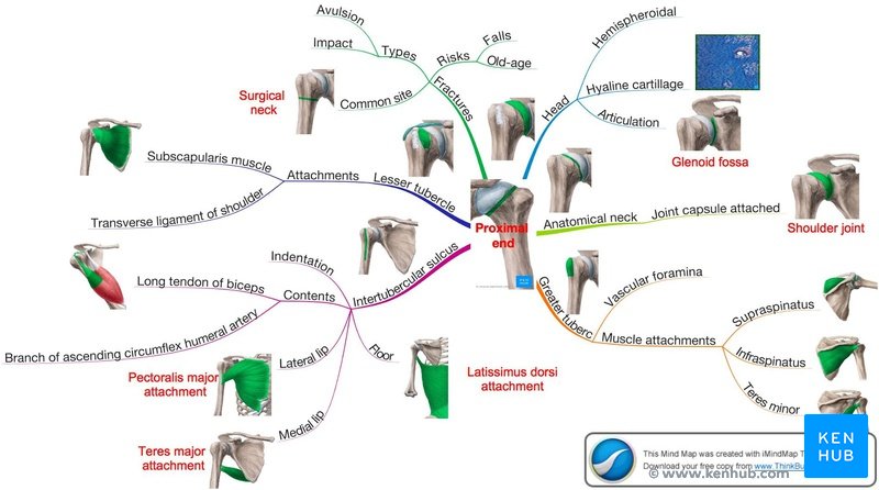 Mapa mental – porção proximal do úmero