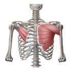Musculi pectorales