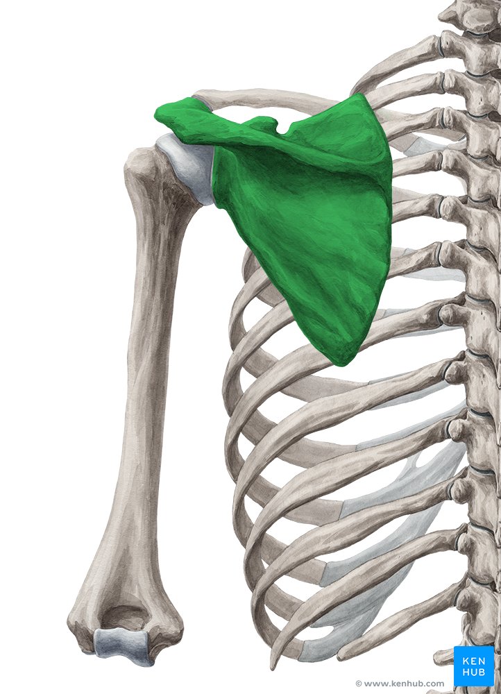 Escápula (verde) - vista posterior
