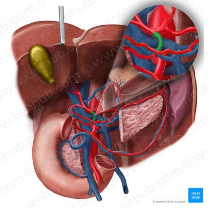 Gastroduodenal artery (Arteria gastroduodenalis); Image: Begoña Rodriguez