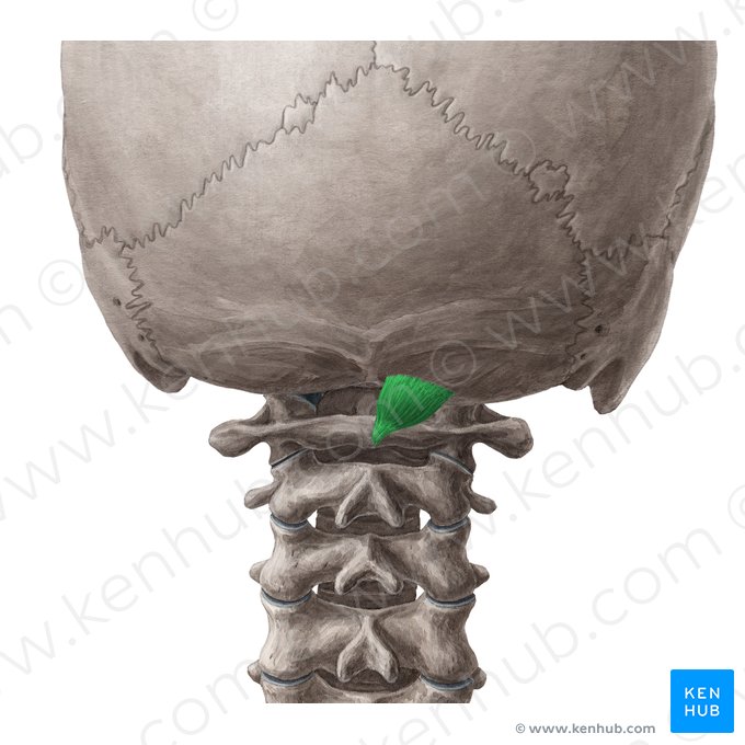 Músculo reto posterior menor da cabeça (Musculus rectus capitis posterior minor); Imagem: Yousun Koh