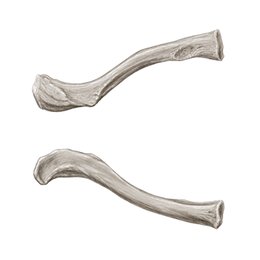 Clavicula