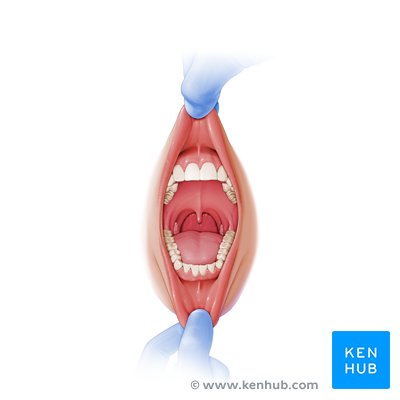 Oral cavity - anterior view