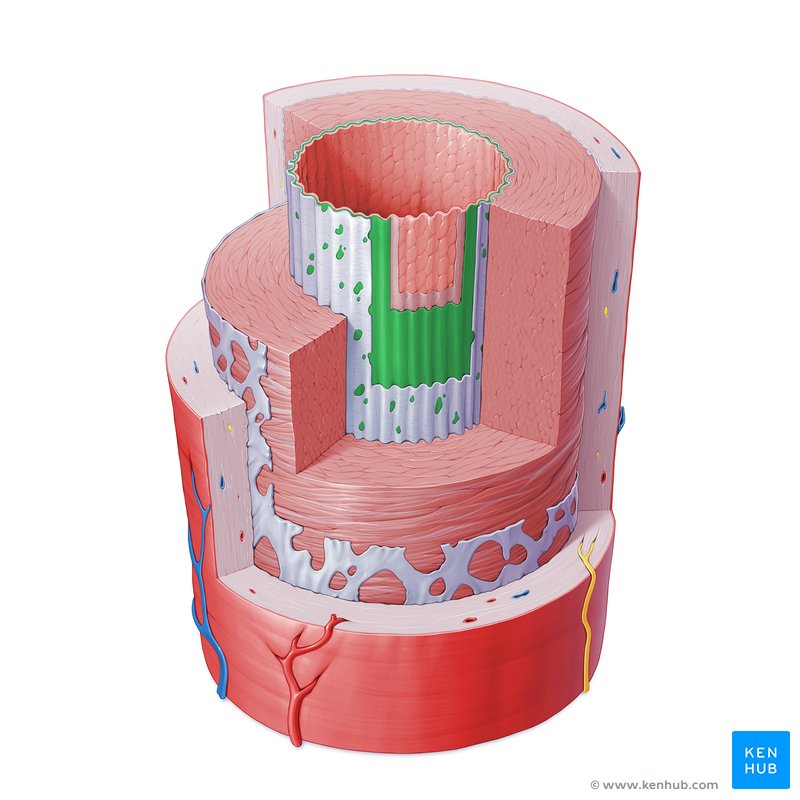 BlutHirnSchranke Anatomie, Funktion, Klinik Kenhub