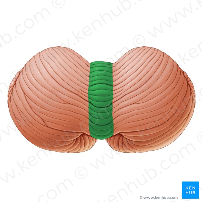 Vermis of cerebellum (Vermis cerebelli); Image: Paul Kim