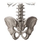 Lumbar spine