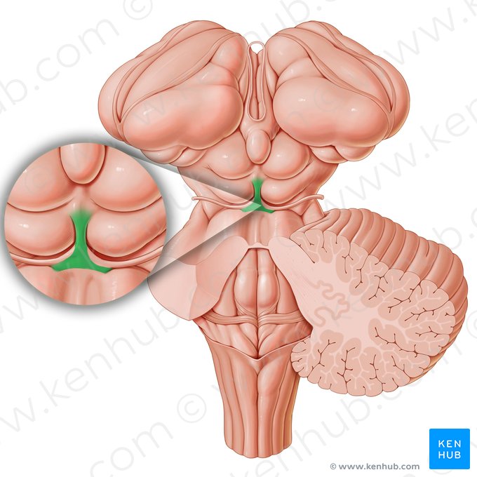 Frenillo del velo medular superior (Frenulum veli medullaris superioris); Imagen: Paul Kim