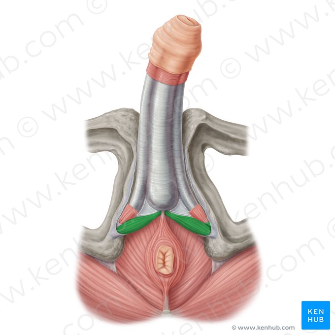 Musculus transversus superficialis perinei (Oberflächlicher querer Dammmuskel); Bild: Samantha Zimmerman