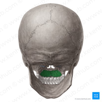 Processo palatino da maxila (Processus palatinus maxillae); Imagem: Yousun Koh