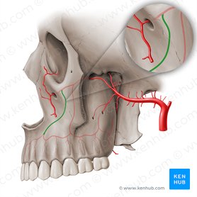 Artéria alveolar superior anterior (Arteria alveolaris superior anterior); Imagem: Paul Kim