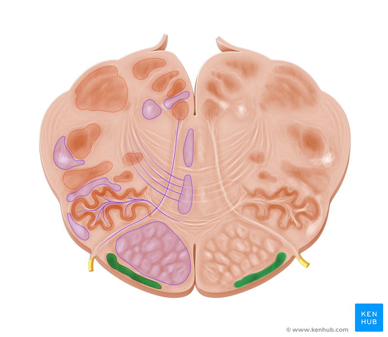 Arcuate nucleus - cross-sectional view