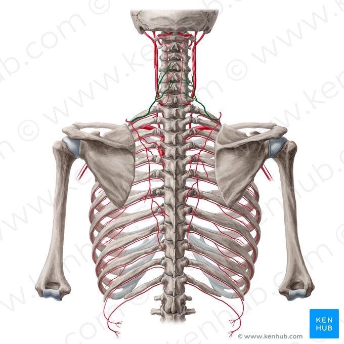 Transverse cervical artery (Arteria transversa colli); Image: Yousun Koh