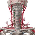 Arteria vertebralis (Wirbelarterie)