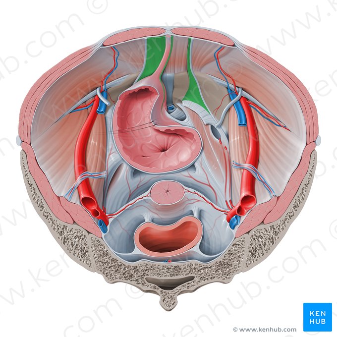 Umbilical fascia (Fascia umbilicalis); Image: Paul Kim