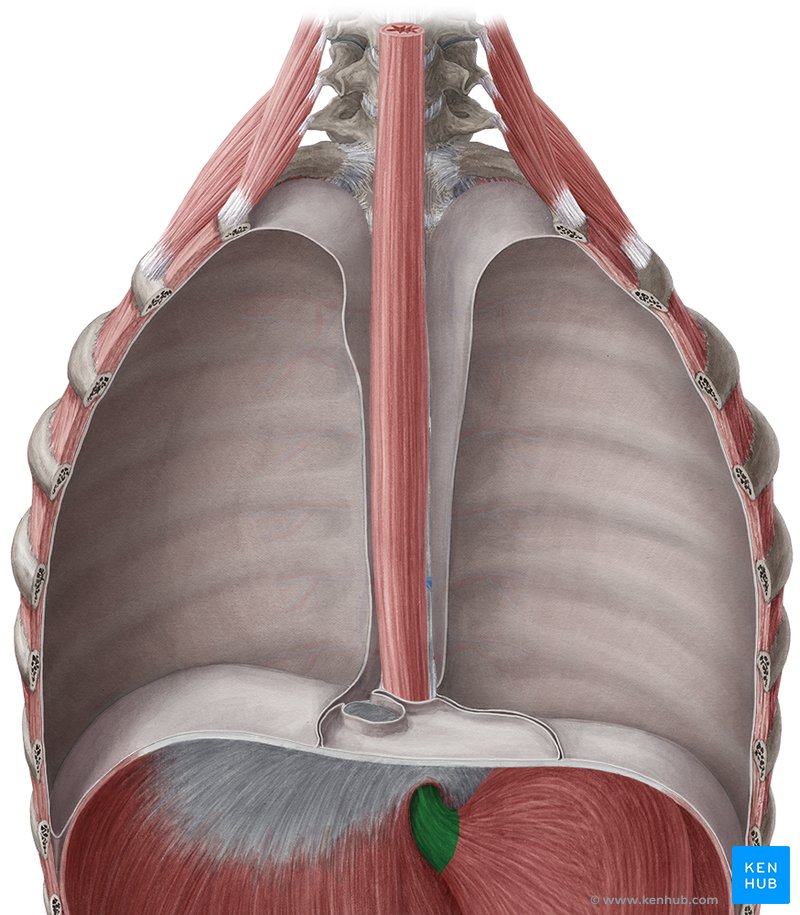 Abdominal part of esophagus - ventral view