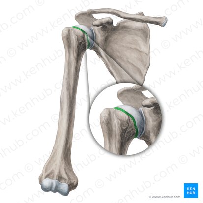 Cuello anatómico del húmero (Collum anatomicum humeri); Imagen: Yousun Koh