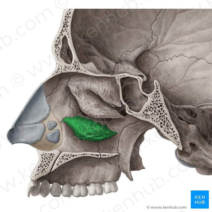 Inferior nasal concha (Concha nasalis inferior); Image: Yousun Koh