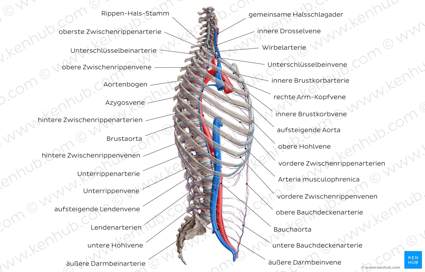 Arterien und Venen des Oberkörpers