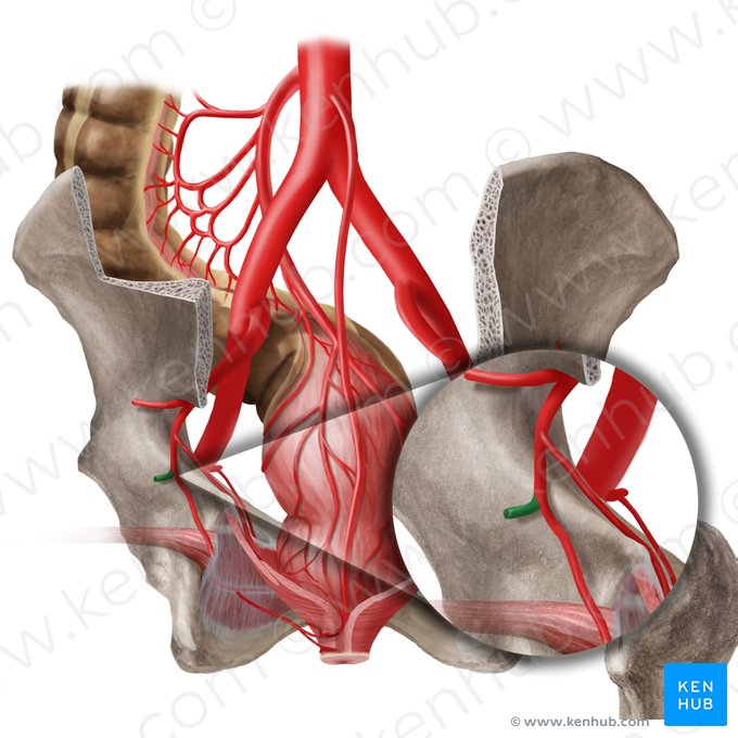 Artéria glútea inferior (Arteria glutea inferior); Imagem: Begoña Rodriguez