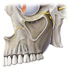 Maxillary nerve (CN V2) 