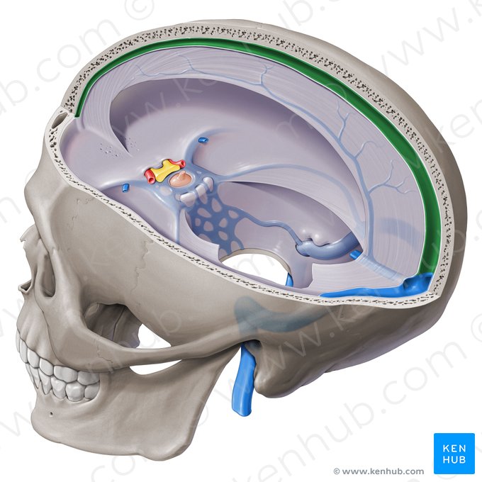 Seio sagital superior (Sinus sagittalis superior); Imagem: Paul Kim