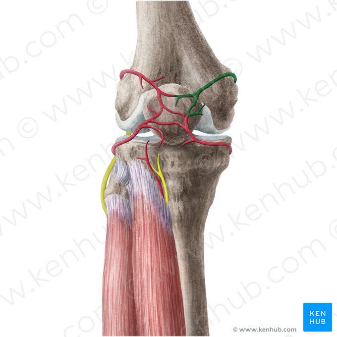 Superior medial genicular artery (Arteria superior medialis genus); Image: Liene Znotina