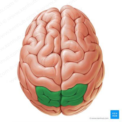 Superior parietal lobule (Lobulus parietalis superior); Image: Paul Kim