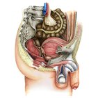 Male pelvic viscera and perineum