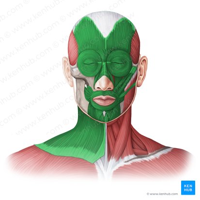 Muscles of facial expression (Musculi faciales); Image: Irina Münstermann