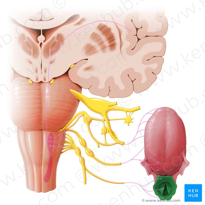 Laringe (Larynx); Imagen: Paul Kim