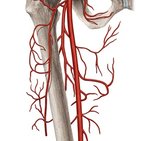 Arteriae pudendae externae