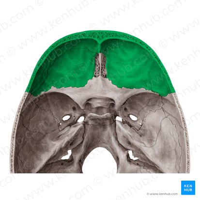 Frontal bone (Os frontale); Image: Yousun Koh