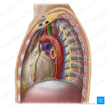 Arteria subclavia sinistra (Linke Unterschlüsselbeinarterie); Bild: Yousun Koh