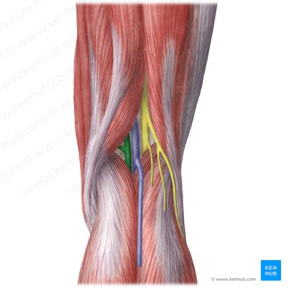 Popliteal artery (Arteria poplitea); Image: Liene Znotina