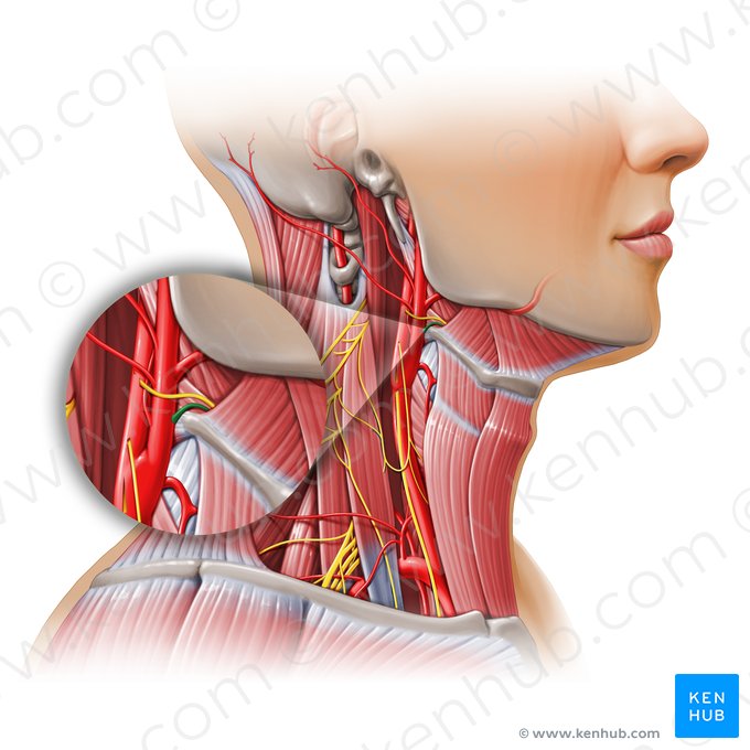 Artéria lingual (Arteria lingualis); Imagem: Paul Kim