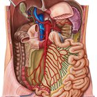 Blood supply and innervation of the small intestine