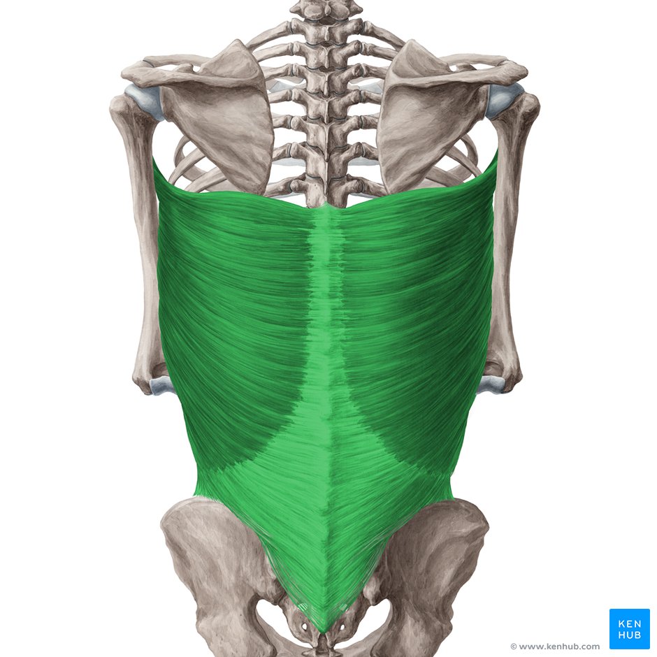 Latissimus Dorsi